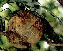 zira20130605