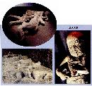 zira20130816