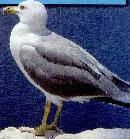 zira20131108