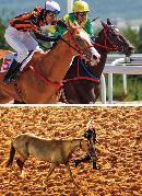 hqdl20140808