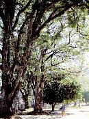 liyu20130704