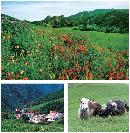 liyu20130804
