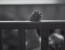 nfrw20142717