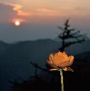 wdsj20130856