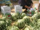 zxgu20130718